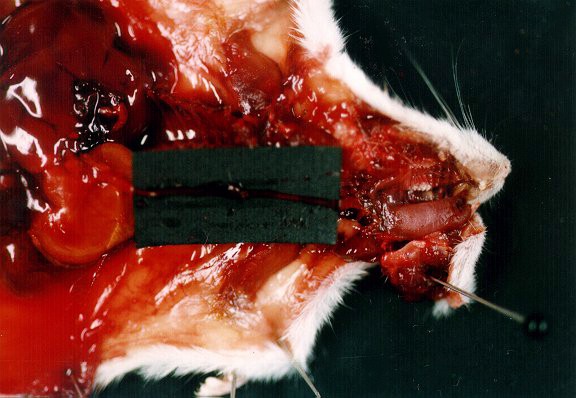 souris19.jpg (56645 octets)