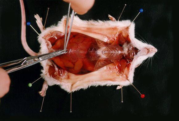 souris6.jpg (48692 octets)